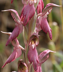 Close up of the flowers