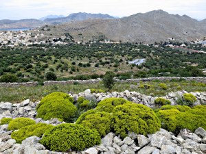 Cushions of Greek Spiny Spurge