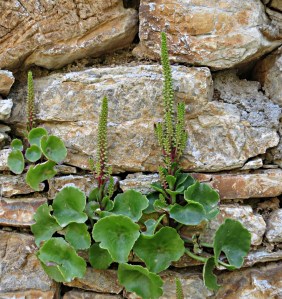  ... and I know this as Wall Hyacinth