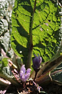 last mandrake flowers, leaf back-lit by late afternoon sun