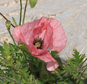 Pink poppy, common in garden centres but rarely found in the wild.