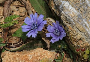 Growing out of small gaps between rocks, each flower about 5-10 cms across, but again no idea what they are called