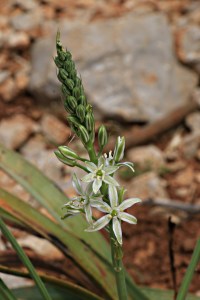 Star of Bethlehem, this one with a green strip in the centre of each petal