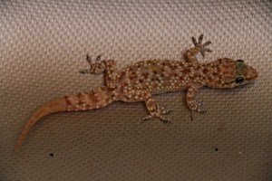 I found this little fellow in the kitchen sink when I went down to make breakfast.  Dropped in and couldn’t climb out. Known as a Turkish Kecko or Mediterranean House Kecko.. Just wide eyed innocence.  I relocated it into the avli (courtyard).  