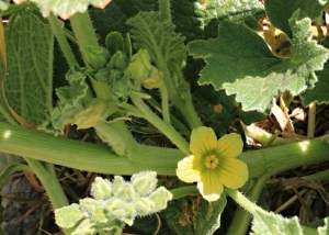 This one I’m pretty sure is a Squirting Cucumber