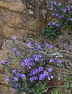 Campanula growing out of a crag