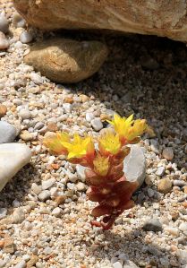 2 cms high Sedum in full flower