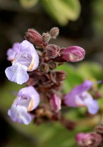 close up of the cavernous invitation to the bees