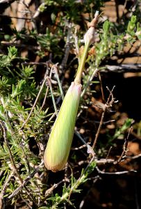 At first glance it looks like a large seed pod