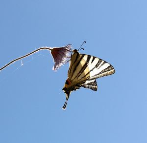 Scarce Swallowtail on a cornflower growing in the top of a wall, backlit by early morning sun