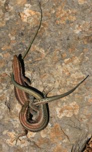  Oertzeni lizards, I still don’t know whether fight or foreplay but having seen several in the same position I suspect the latter