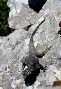 Painted dragon lizard, very wary