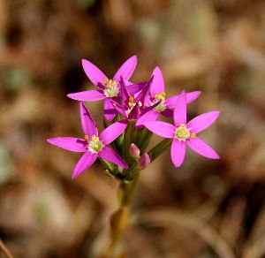 Flowers about 3-4 mm across on stems 3-4 cms high