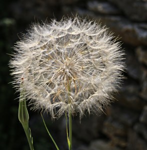 Seed head of Viper’s Grass (I think), the same diameter as the young tortoise nearby, symbolises the purpose behind all the colour of the last two months, ensuring the continuation of the species.