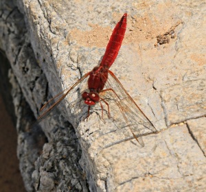 Red Darter disporting himself on the rocks slabs by the pond at Gria