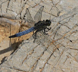  .... and a blue one close by