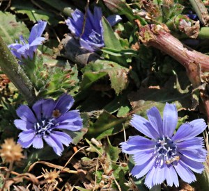 Ground hugging in rocky terrain