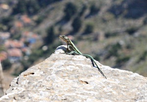High above the harbour, a bright green Oertzeni lizard is king of the rock