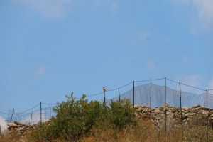 Little Owl on a distant post at x200 zoom
