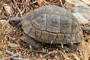 large, dark-shelled tortoise wandering across
