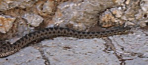 Chasing along the side of the Kali Strata, image blurred