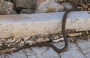 Disappearing down a hole at the threshold to a derelict mansion