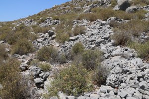 The upper edge of the enclosure, less clear but still obviously a tumble-down wall