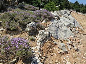 The rough track to Agios Nikitas Kotika monastery
