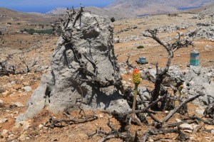 ... which becomes increasingly arid once the thyme-clad upper slopes are left behind