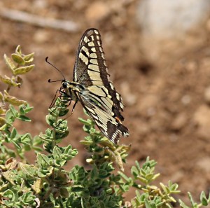At this altitude and even with a stiff breeze butterflies flit around erratically at high speed, settling only fleetingly