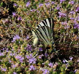 On the way up I spotted, settled on the thyme, one of the largest Scarce Swallowtails I’ve ever seen,