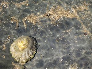 ....others are rock-floored