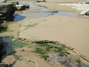 In places where water draining from pools joins with spring water from the cliffs semi-permanent streams are formed, scouring channels in the freshly deposited sand after every high tide