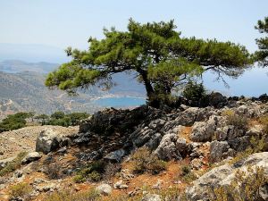 .... emerging at the top of the hairpin bends in The Tarmac, Panormitis  about 1,300 feet below