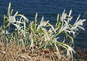 Clumps of Sea Daffodils line the edge of the sandy foreshore