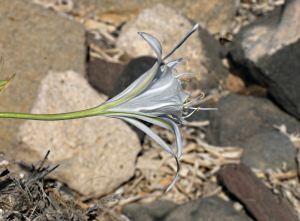 Delicate, exquisite!