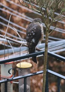 16CherryHinton001w2016